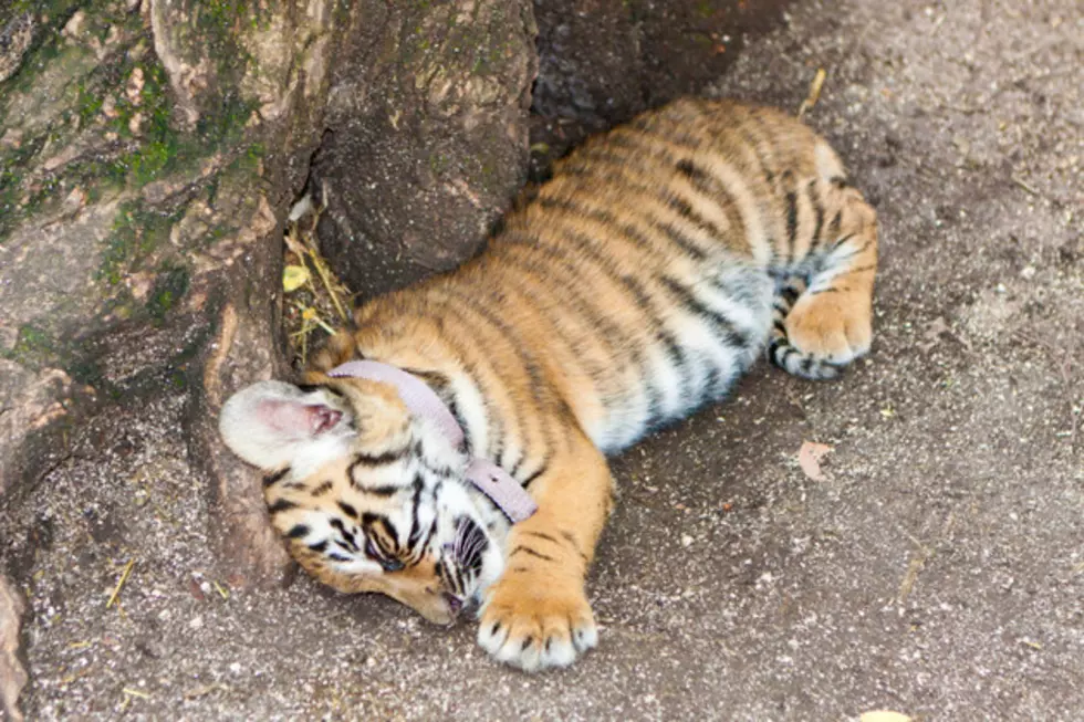 Pet Tigers…They’re GRRRRRRREAT! [VIDEO]