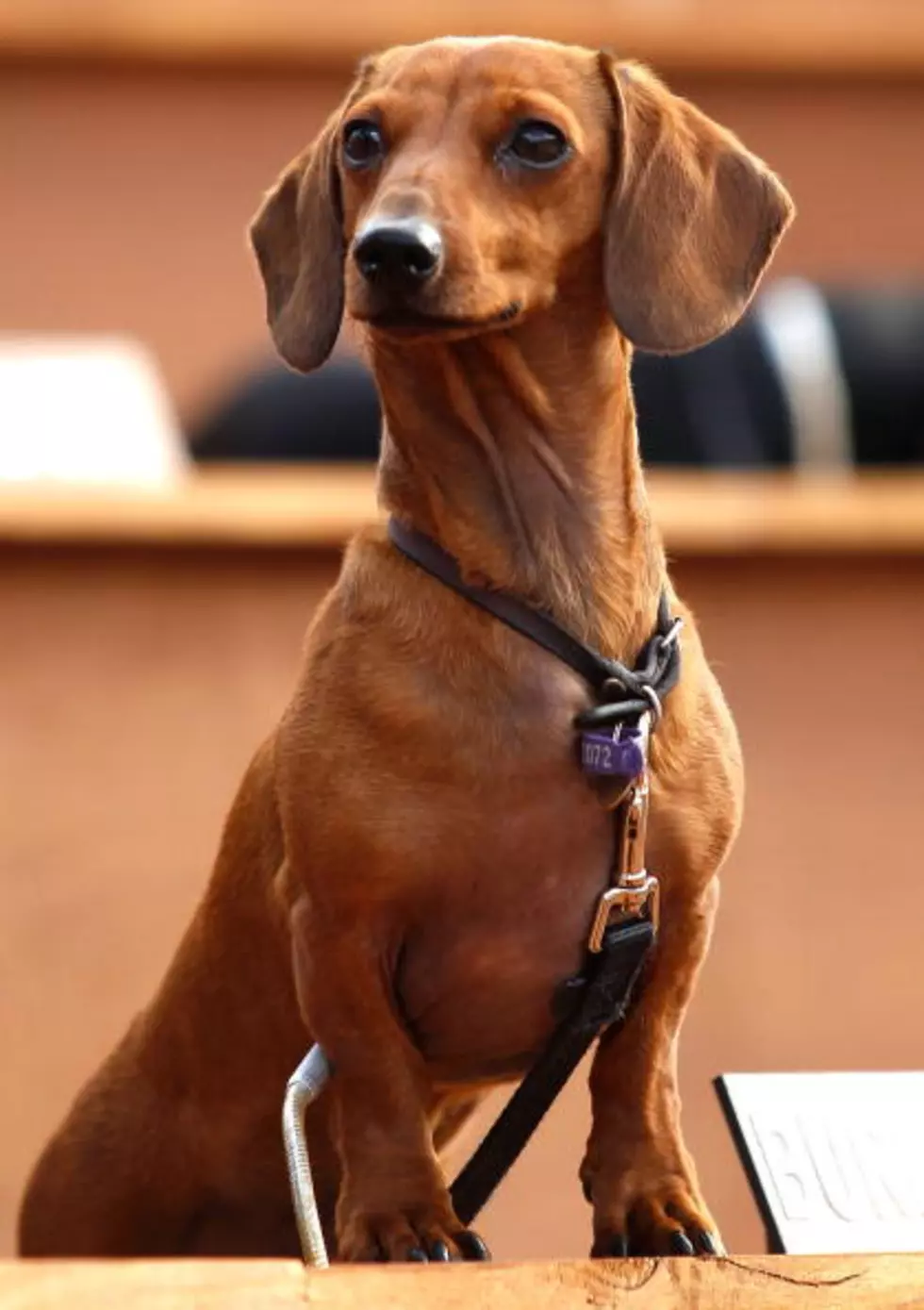 Dieting Dachshund Loses 75% of His Body Weight. Now He’s Ripped! [Watch]