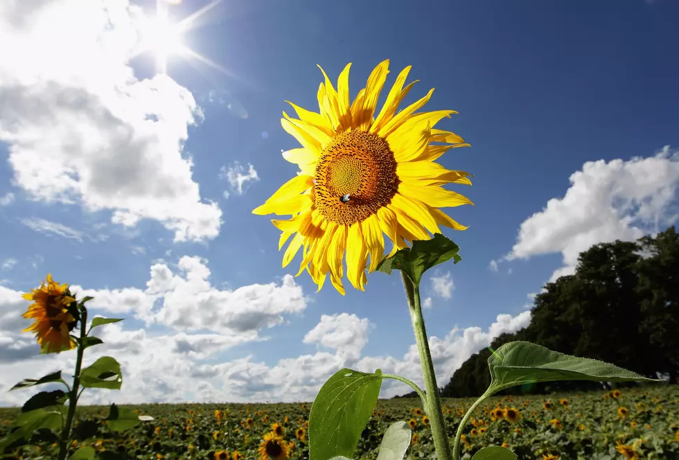 Central New York Farm Creates Sunflower Maze