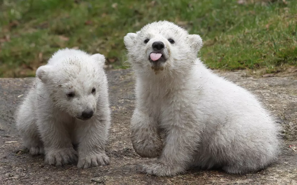 Celebrate Earth Day at the Utica Zoo