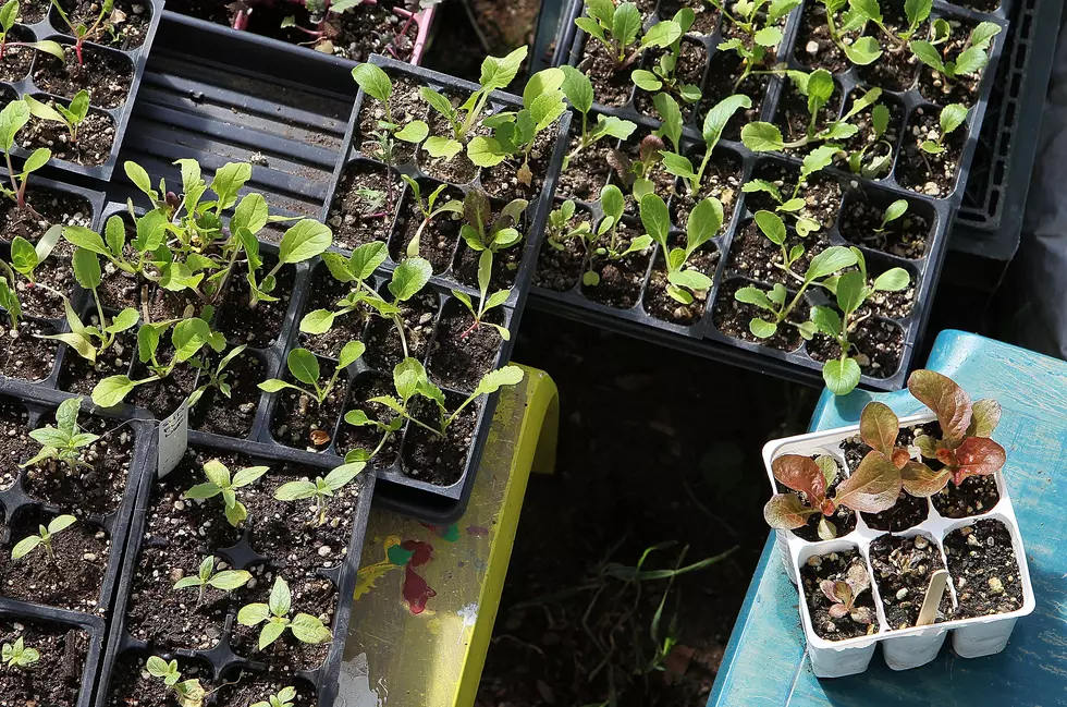 The 5 Best Greenhouses in Central New York for the &#8216;Green Thumb&#8217; in All of Us