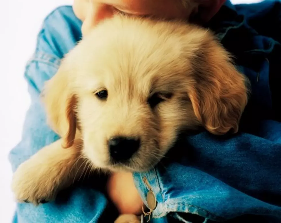 Girl Meets Puppy For First Time [Video]