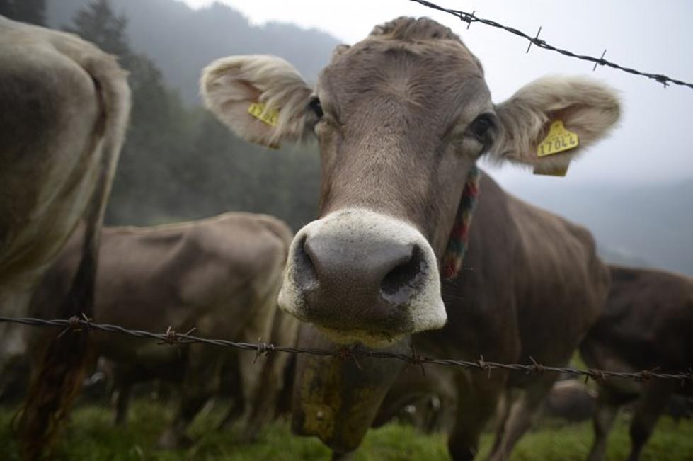 These 4 New York Counties Have More Cows Than People