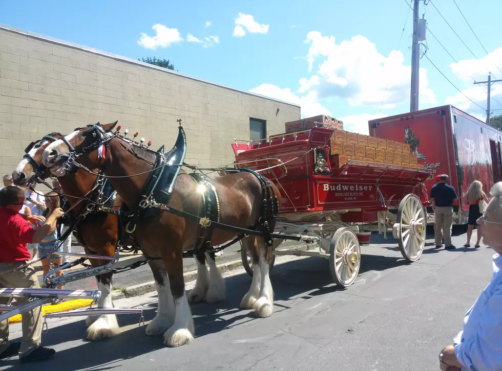 The Budweiser Clydesdales Make Their Way Down Varick Street [PHOTOS]