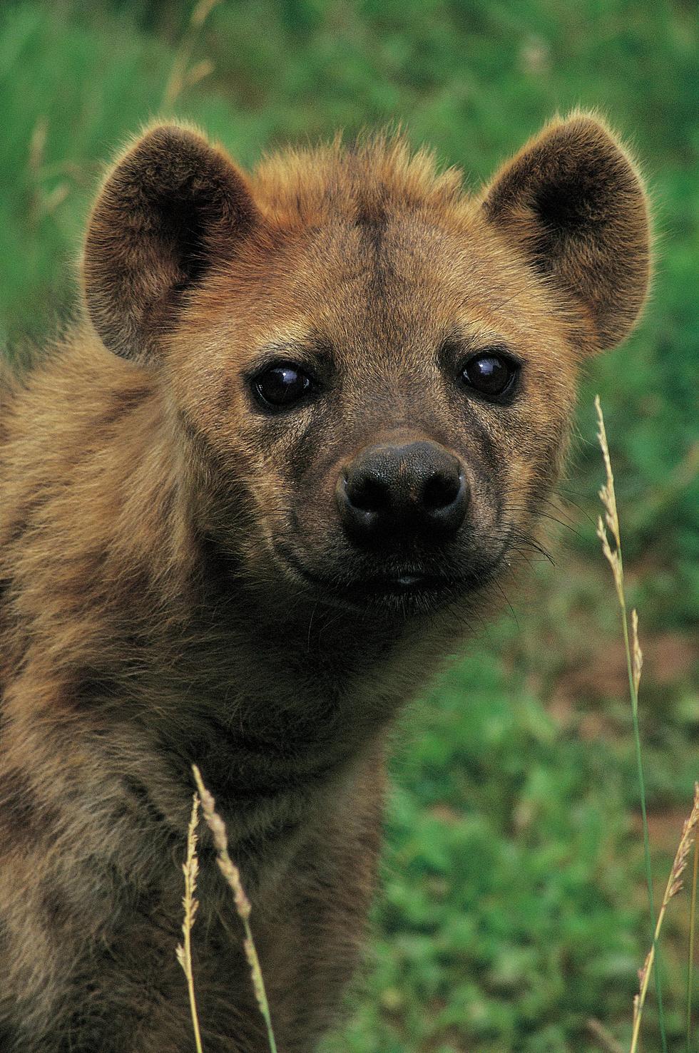 Utica Zoo Unveils New Baby Hyenas and They’re Adorable! [Pictures]