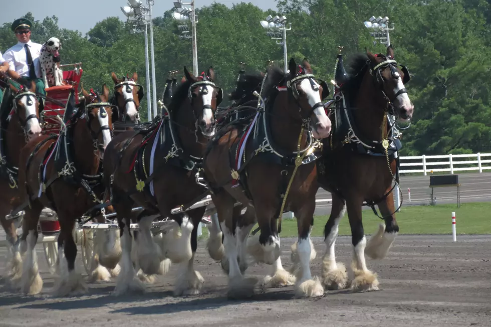 Budweiser Clydesdale Horses Make Final Central New York Appearance at Vernon Downs [PHOTOS]