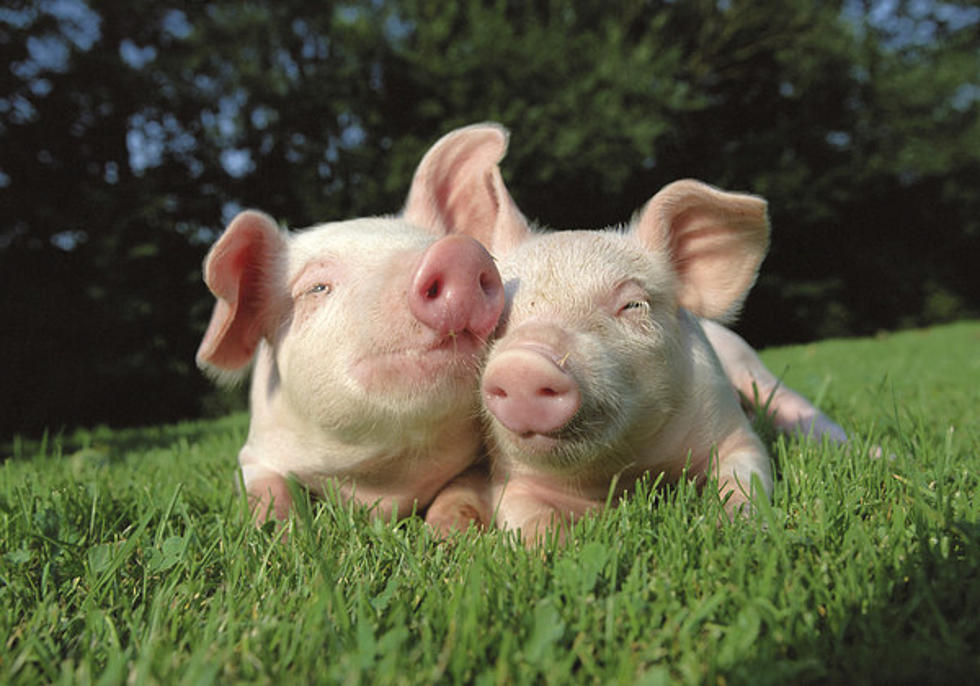 Adorable Piggies Napping at the Great New York State Fair [Video]