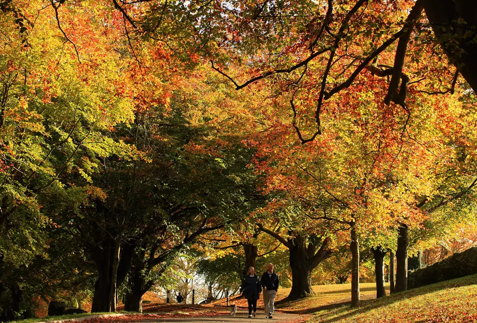 2019 Fall Foliage Interactive Map Predicts When to Catch Leaves at Peak Color