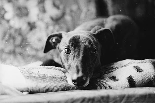 Greyhound Adoption Clinic During Trick or Treat Street At Sangertown Square