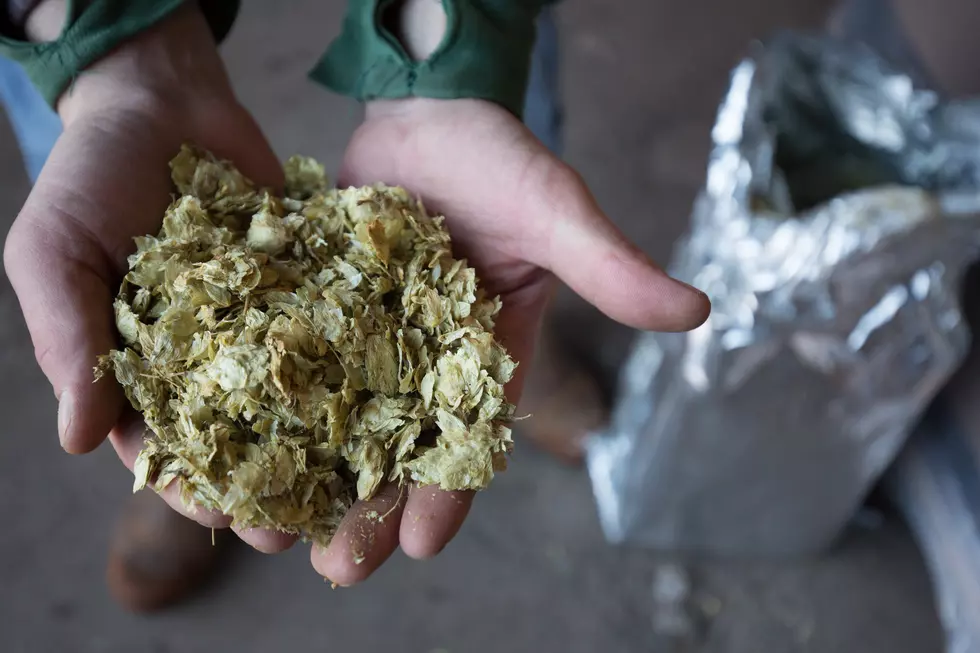 Learn To Grow Your Own Hops At Upcoming ‘Hop Growing Workshop’
