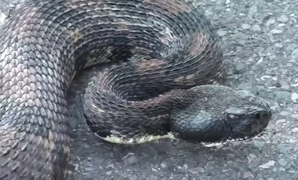 Rattlesnake at Letchworth