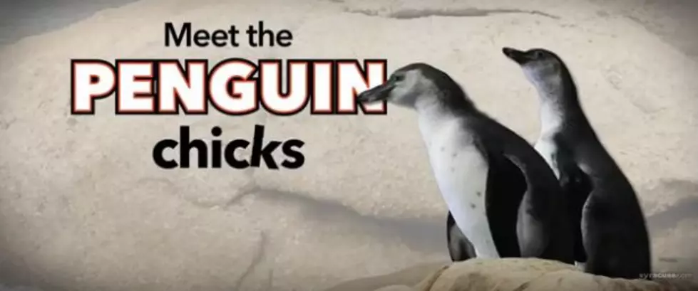 [Watch] Baby Penguins Learning to Swim at Syracuse Zoo