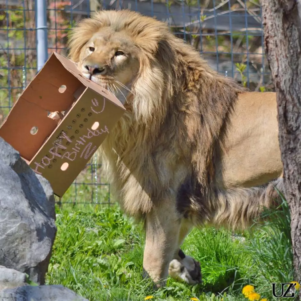 Have a Big Mac and Help the Big Cats at Utica Zoo