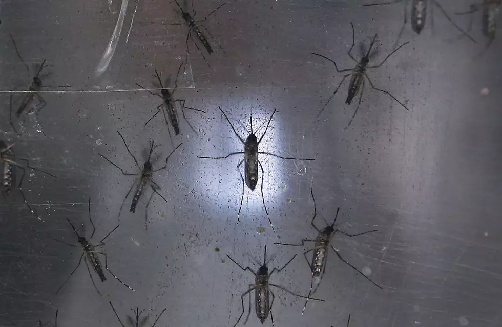 Expert: Zika Mosquitoes May Come To Central New York