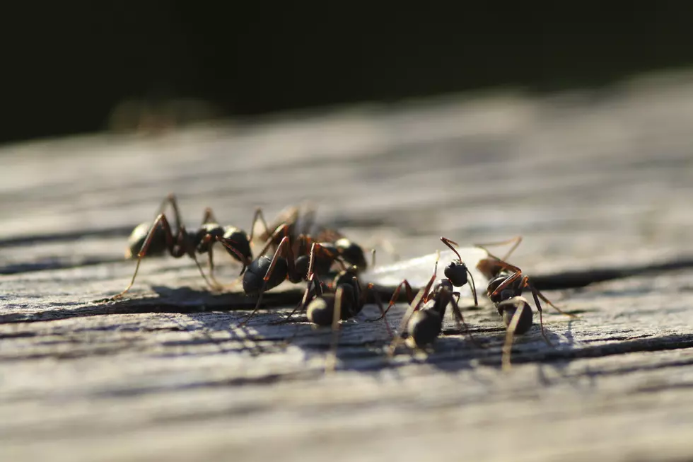 The Key to Protecting Your Home From Bugs and Pests This Summer