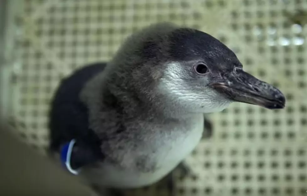 Syracuse Zoo Uses Elmer’s Glue to Save Baby Penguin