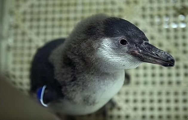 Syracuse Zoo Uses Elmer&#8217;s Glue to Save Baby Penguin