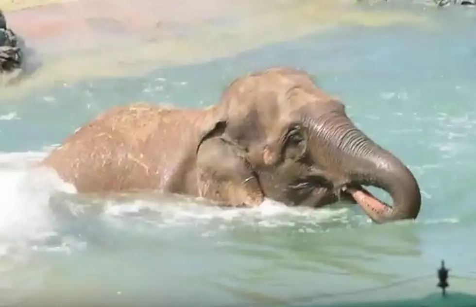 Baby Elephant Beats the Heat in Pool at Zoo in Syracuse