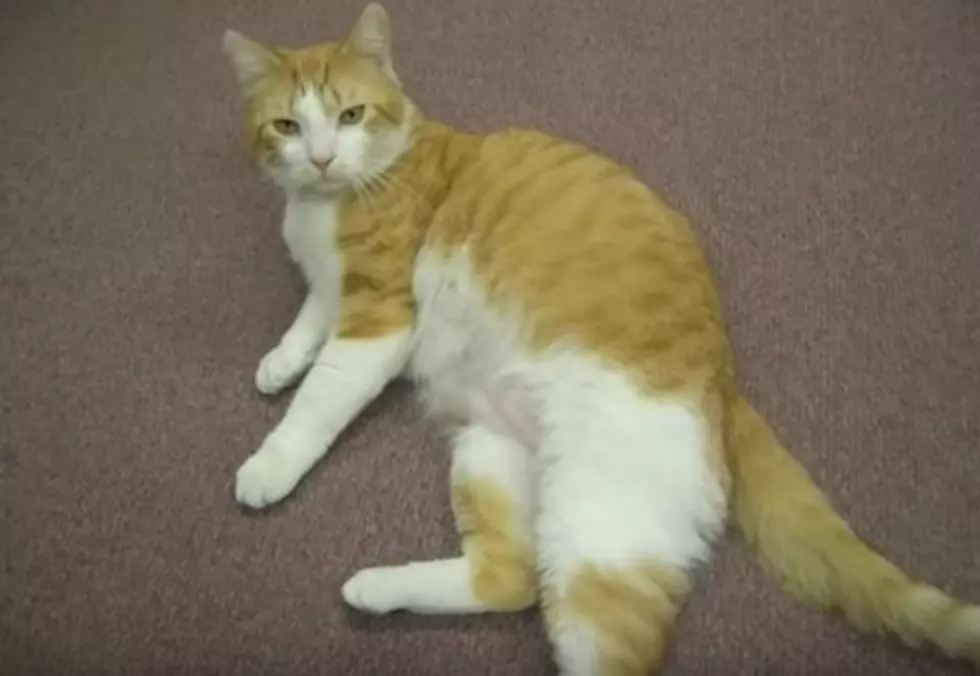 Adventures of &#8216;Pumpkin': The Camden Library Cat