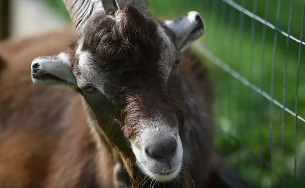 Help Gilbert The 2 Footed Goat Get a New Lease on Life