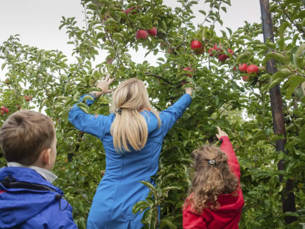 Apple Picking in CNY