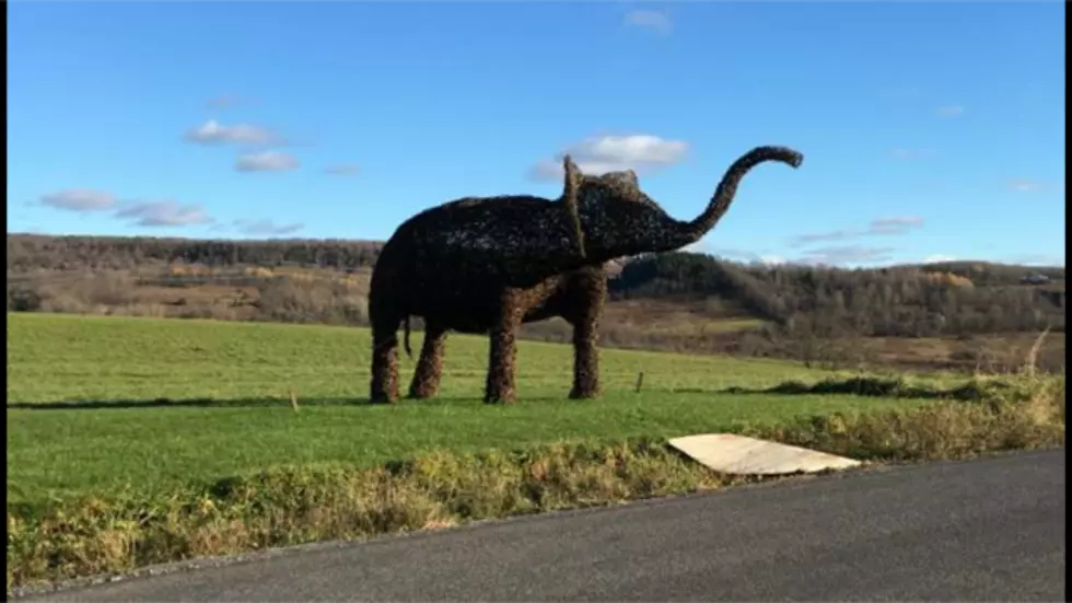 Elephant Spotted Near West Winfield