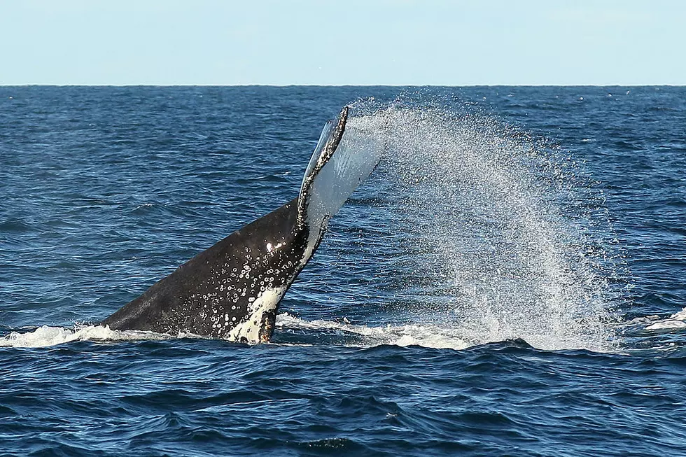 Humpback Whale Spotted In Hudson River