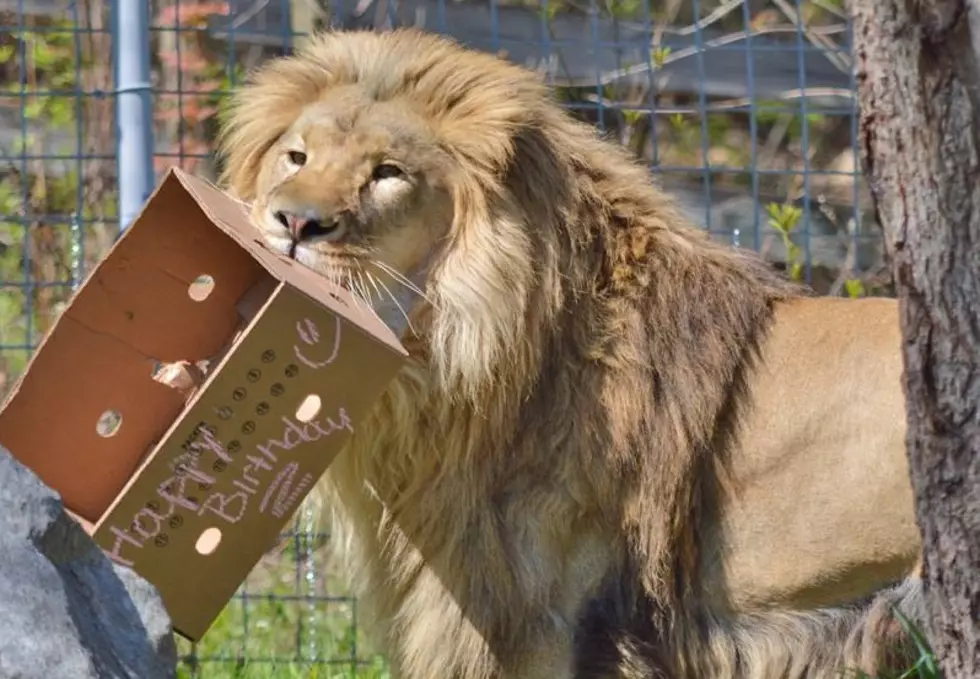 From Then To Now: Utica Zoo Lion Celebrates 10th Birthday
