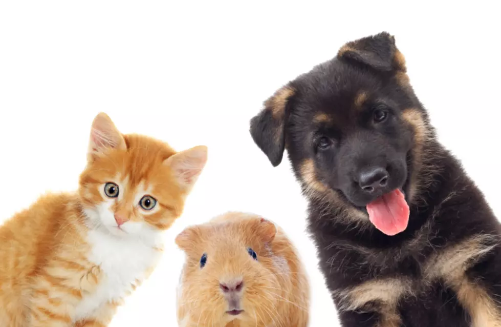 Cadbury Wants to Make Your Pet a Star