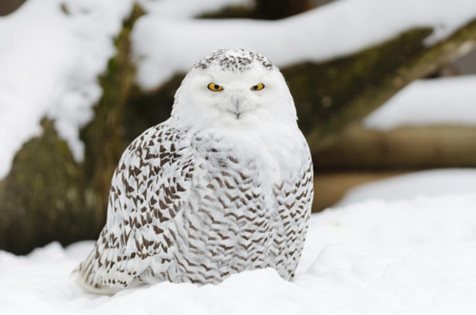 Snowy Owls Relocating to Utica