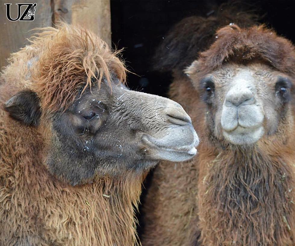 The Utica Zoo Needs Some Help with Their New Camel
