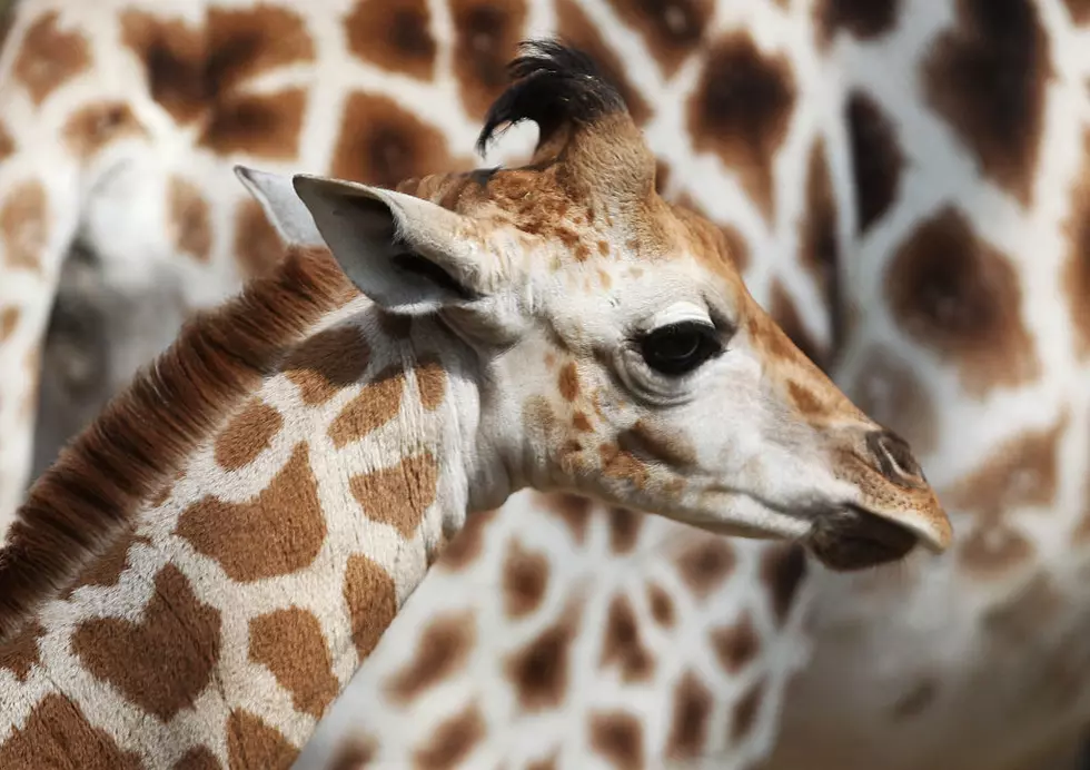 Giraffe Finally Gives Birth At Upstate NY Park