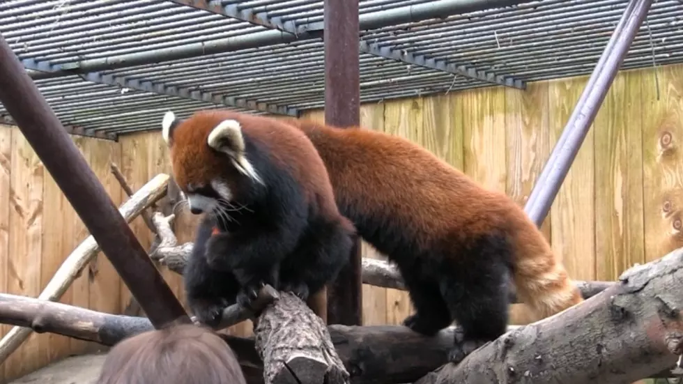 See The New Red Panda Cubs Born At Utica Zoo