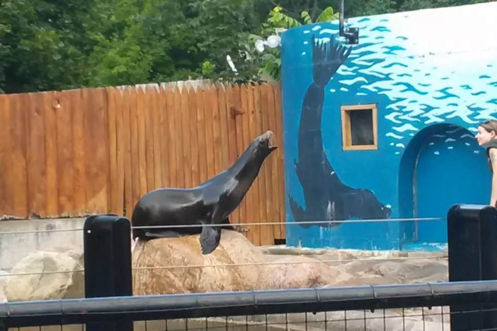 Baby Sea Lion Escapes at the Utica Zoo