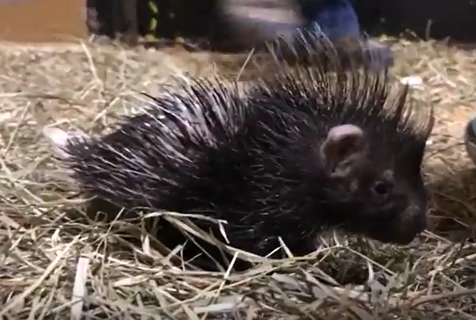 Porcupine Babies Born At Utica Zoo