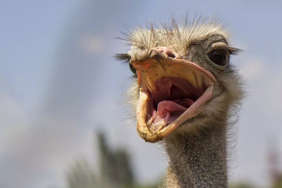 Ostrich Races at Vernon Downs