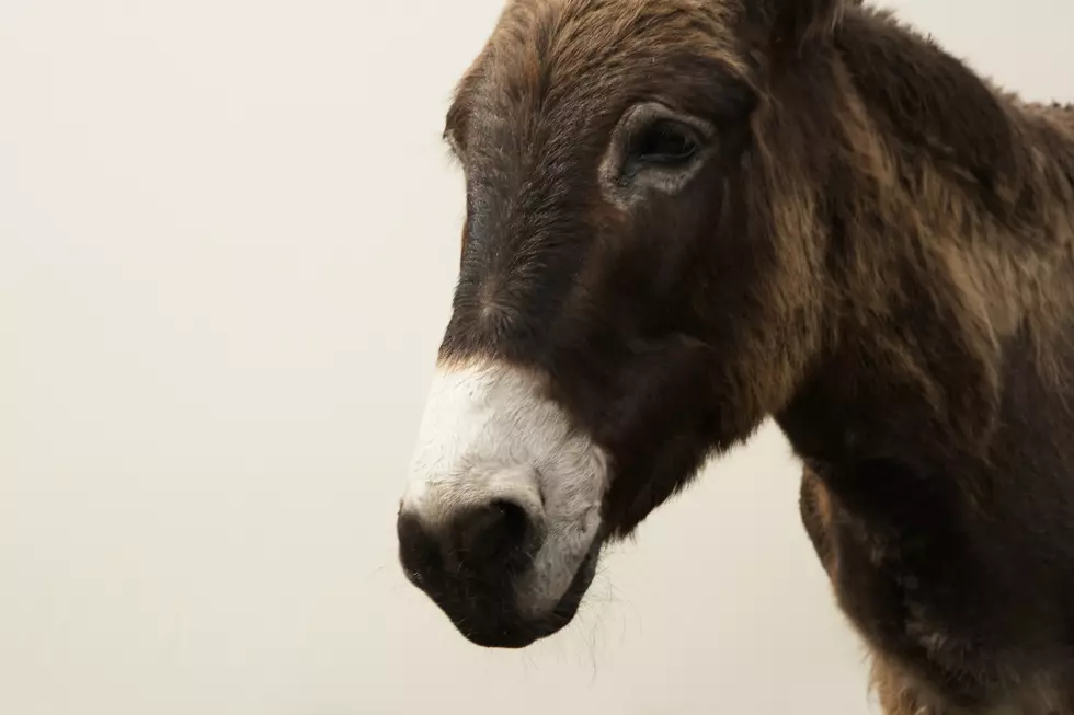 There are Two New Members to the Utica Zoo Family