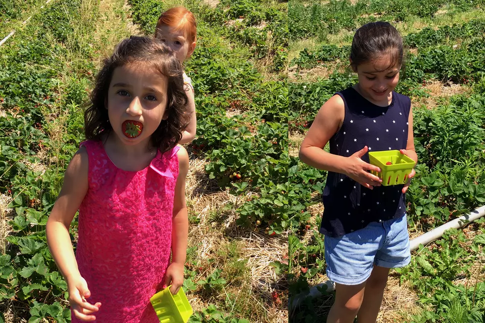 Where To Pick Strawberries