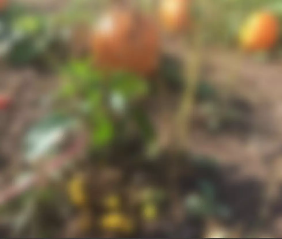 Beware These Nasty Items While Picking Out Your Pumpkins in CNY