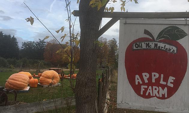 You Won&#8217;t Believe the Size of These CNY Pumpkins Up Close