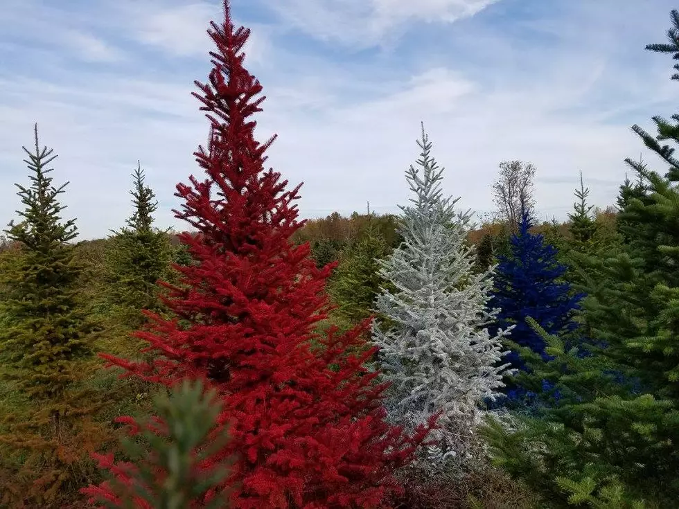 CNY Farm Sends Christmas Trees to the Troops