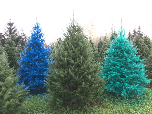 Your Christmas Tree May Be Making You Sick