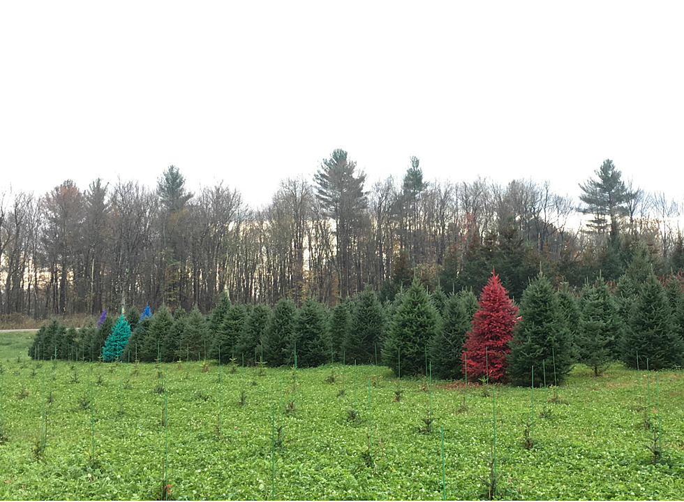 Real Colored Christmas Trees Now in CNY