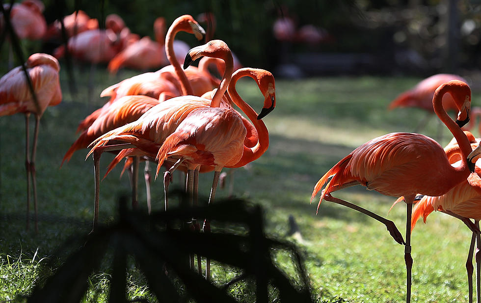 What Does Flamingo-ing Mean at This Upstate NY College?