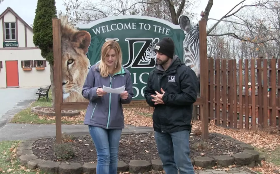 The Zoo’s News: Do the Animals Get Anything Special for Christmas at the Utica Zoo?