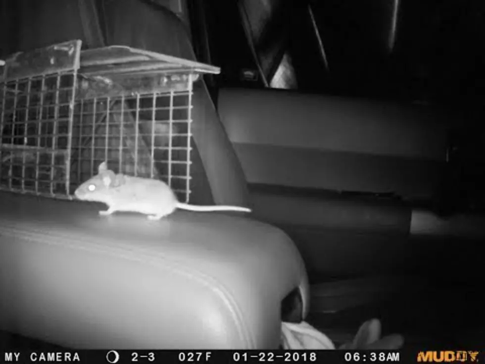I Caught The Mouse in My Car, But Then…