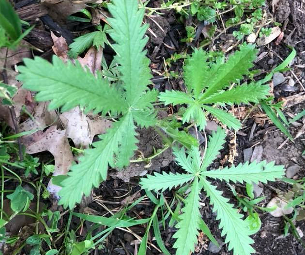 Help! Is There Marijuana Growing in Our CNY Backyard?