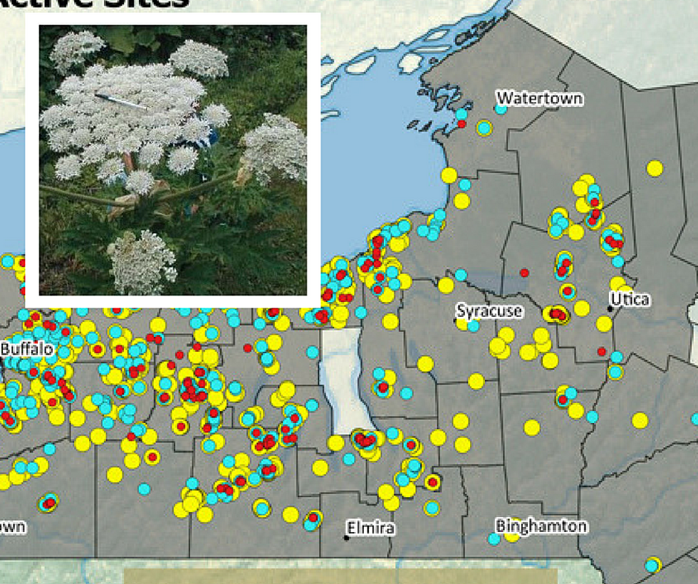 &#8216;Horror Plant&#8217; Causes Blindness and Burns, Spreading in CNY