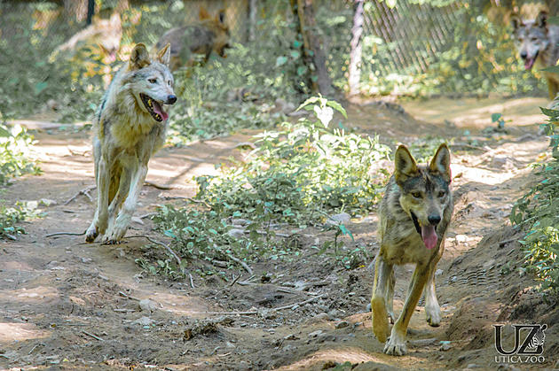 Utica Zoo Is Now The Home of Four Mexican Grey Wolves