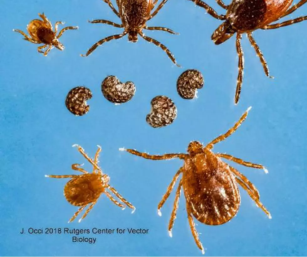 Health Officials Urge Caution As New Species of Tick Found in NY